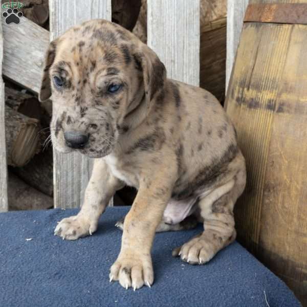 Herman, Great Dane Puppy